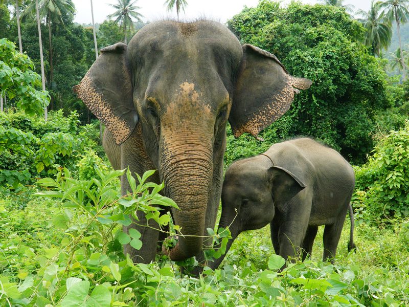 Avventura  con  gli  Elefanti